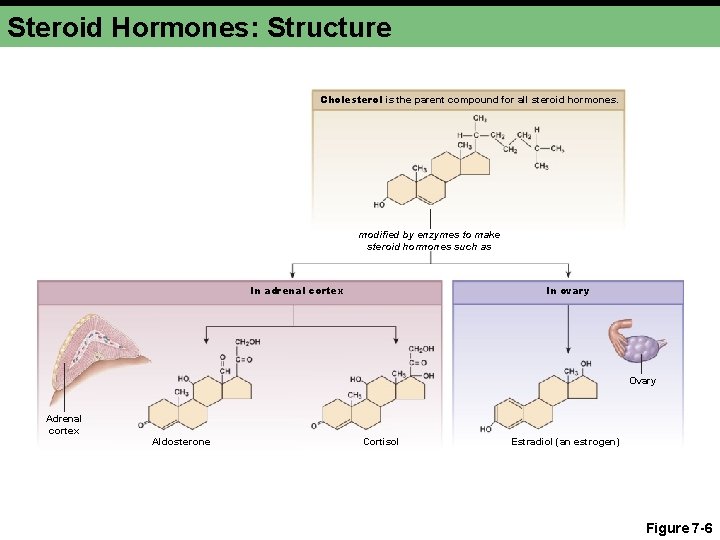 Steroid Hormones: Structure Cholesterol is the parent compound for all steroid hormones. modified by