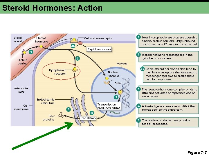 Steroid Hormones: Action Blood vessel Steroid hormone 1 Most hydrophobic steroids are bound to