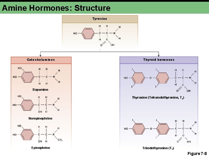 Amine Hormones: Structure Tyrosine Catecholamines Thyroid hormones Dopamine Thyroxine (Tetraiodothyronine, T 4) Norepinephrine Epinephrine