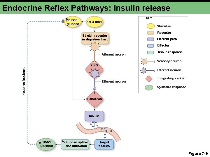 Endocrine Reflex Pathways: Insulin release Blood glucose KEY Eat a meal Stimulus Stretch receptor