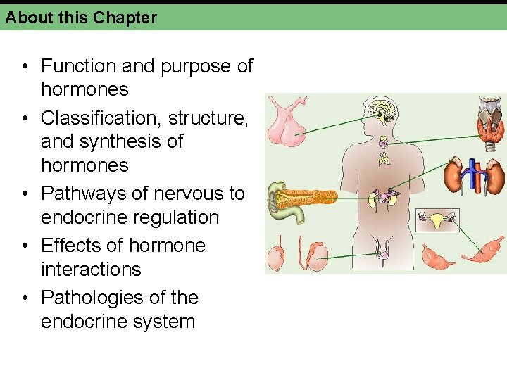 About this Chapter • Function and purpose of hormones • Classification, structure, and synthesis