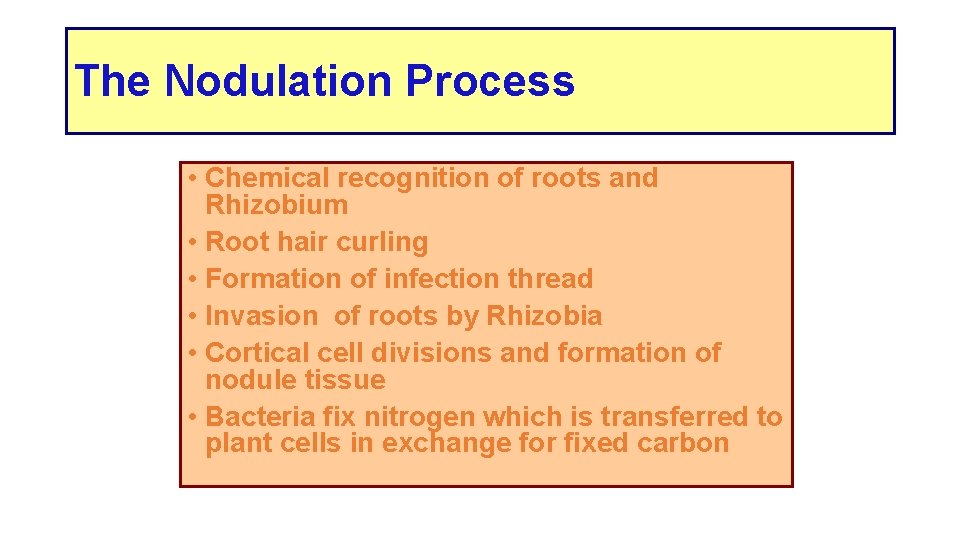 The Nodulation Process • Chemical recognition of roots and Rhizobium • Root hair curling