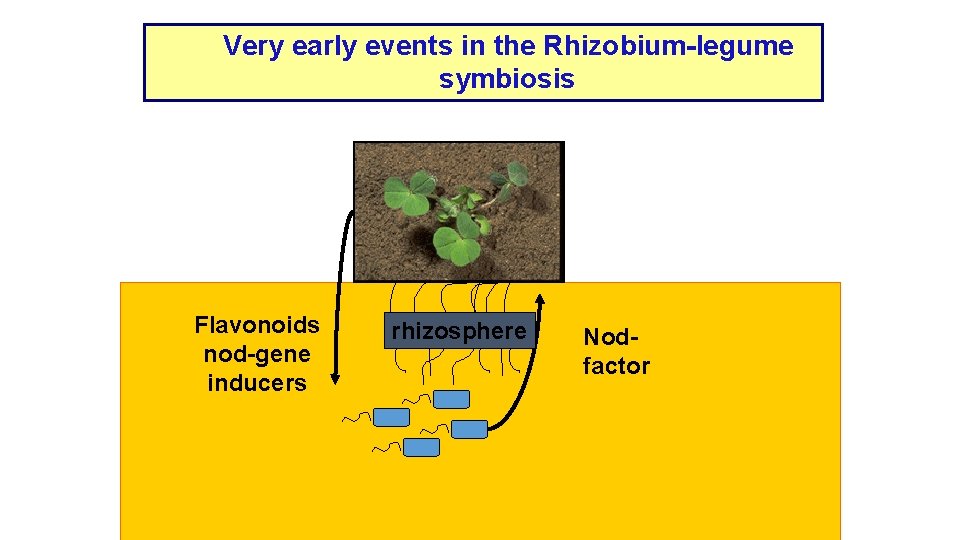 Very early events in the Rhizobium-legume symbiosis Flavonoids nod-gene inducers rhizosphere Nodfactor 