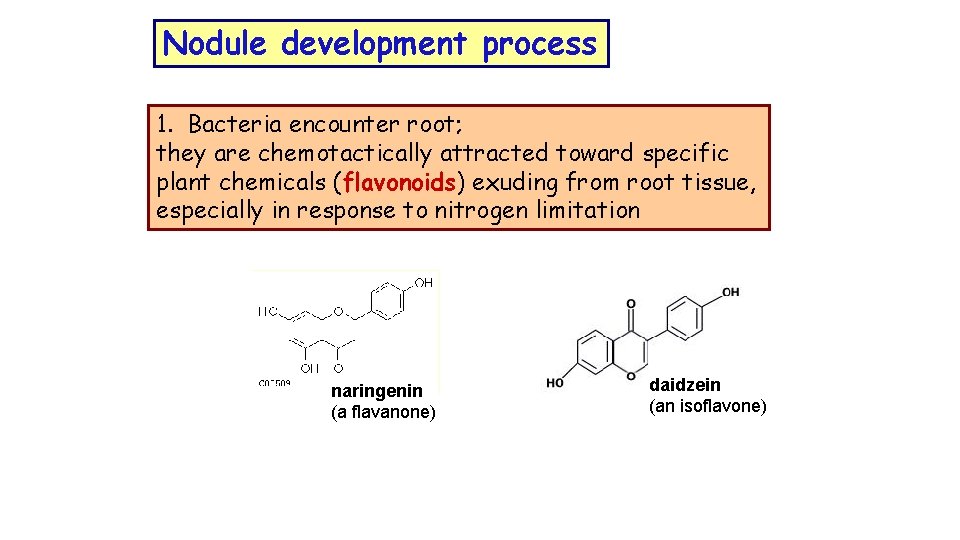Nodule development process 1. Bacteria encounter root; they are chemotactically attracted toward specific plant