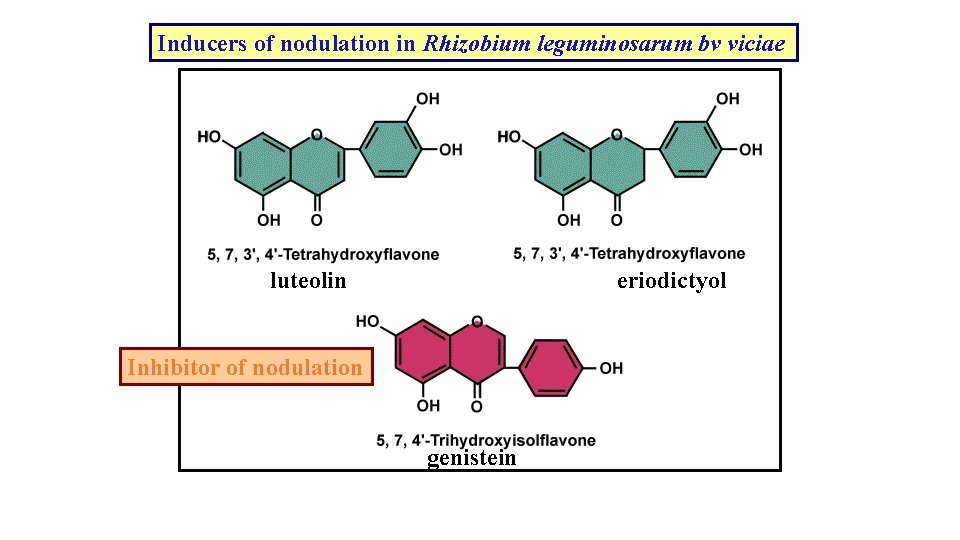 Inducers of nodulation in Rhizobium leguminosarum bv viciae luteolin eriodictyol Inhibitor of nodulation genistein