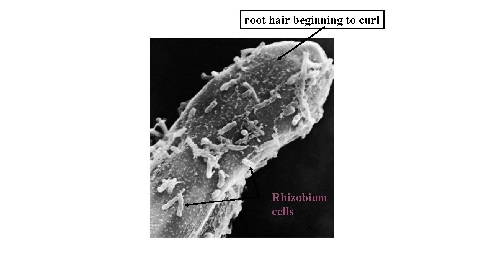 root hair beginning to curl Rhizobium cells 