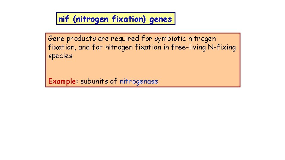 nif (nitrogen fixation) genes Gene products are required for symbiotic nitrogen fixation, and for
