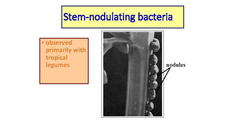 Stem-nodulating bacteria • observed primarily with tropical legumes nodules 