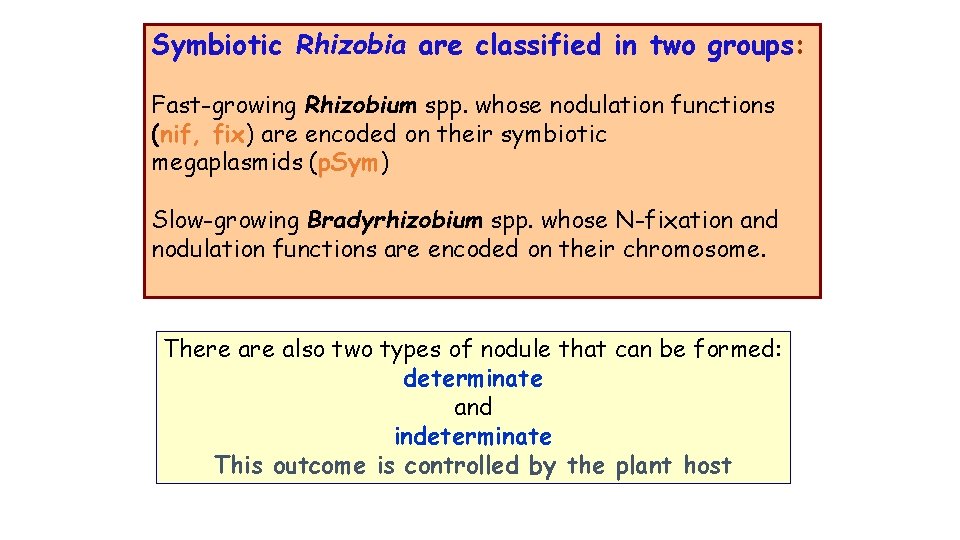 Symbiotic Rhizobia are classified in two groups: Fast-growing Rhizobium spp. whose nodulation functions (nif,