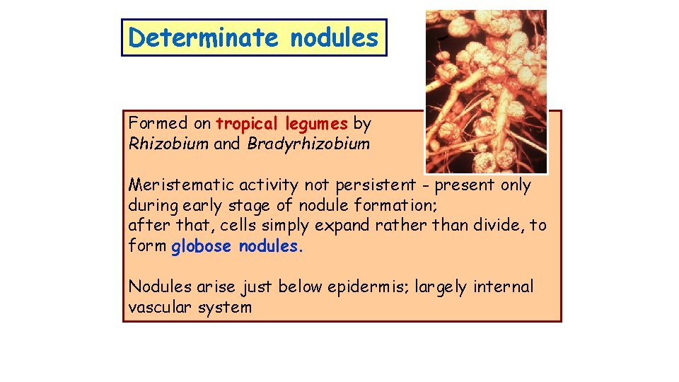 Determinate nodules Formed on tropical legumes by Rhizobium and Bradyrhizobium Meristematic activity not persistent