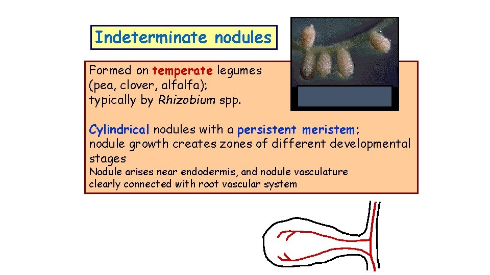 Indeterminate nodules Formed on temperate legumes (pea, clover, alfalfa); typically by Rhizobium spp. Cylindrical