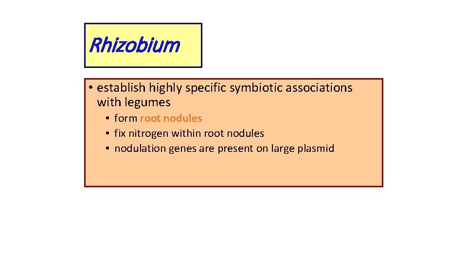 Rhizobium • establish highly specific symbiotic associations with legumes • form root nodules •