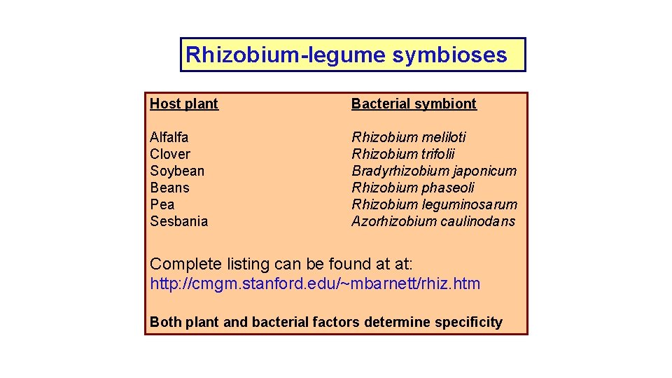 Rhizobium-legume symbioses Host plant Bacterial symbiont Alfalfa Clover Soybean Beans Pea Sesbania Rhizobium meliloti