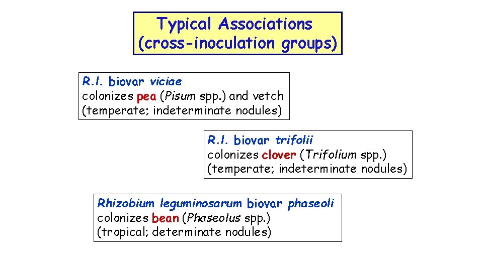 Typical Associations (cross-inoculation groups) R. l. biovar viciae colonizes pea (Pisum spp. ) and