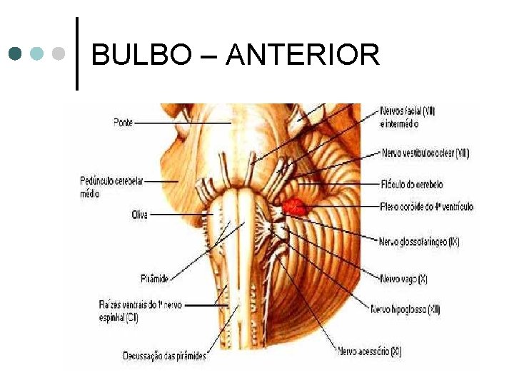 BULBO – ANTERIOR 