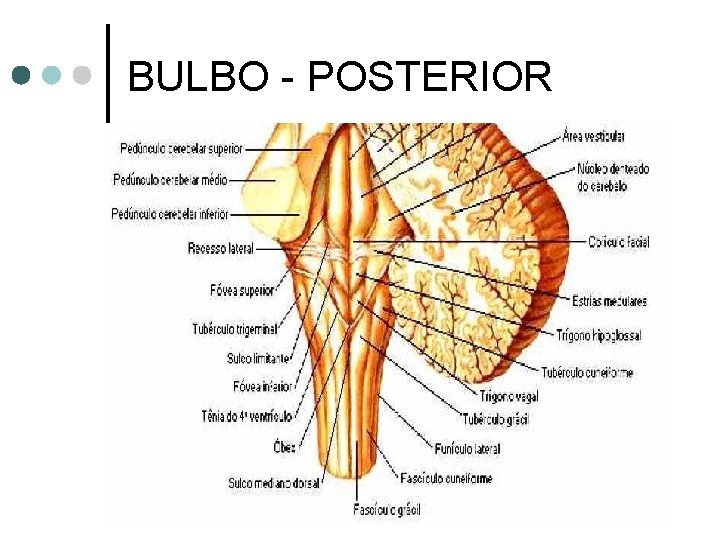 BULBO - POSTERIOR 