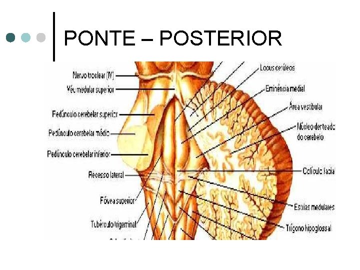 PONTE – POSTERIOR 