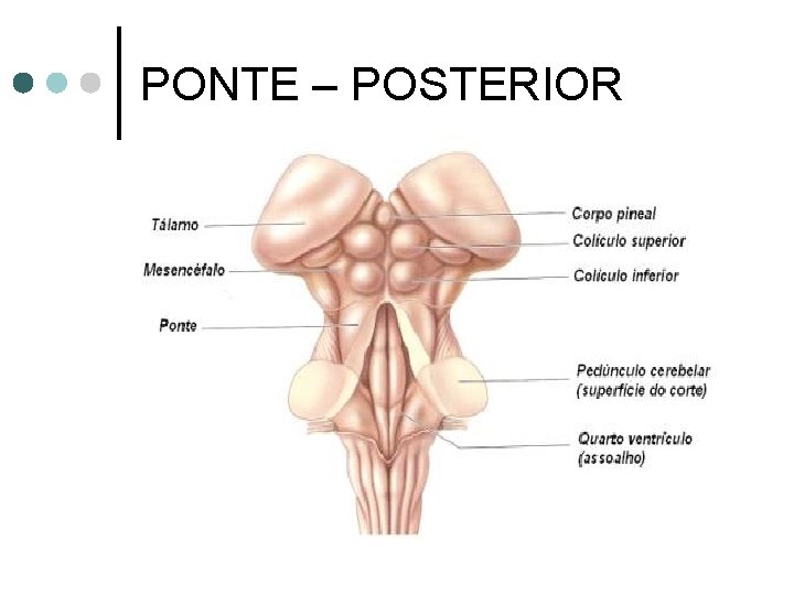 PONTE – POSTERIOR 