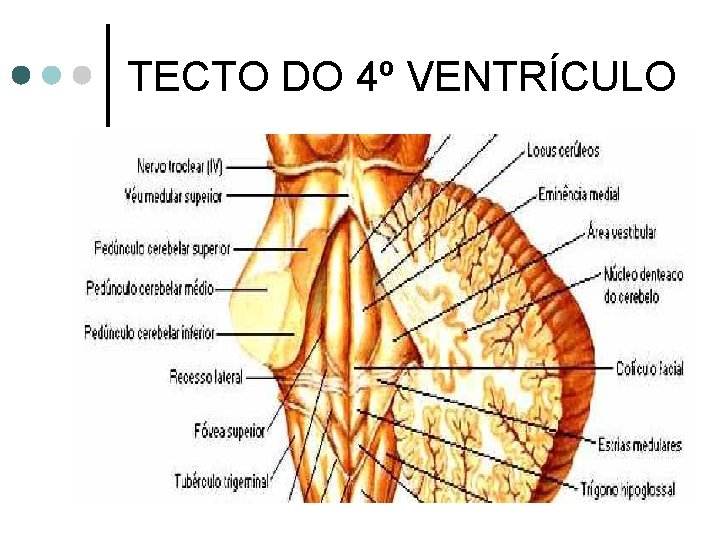 TECTO DO 4º VENTRÍCULO 