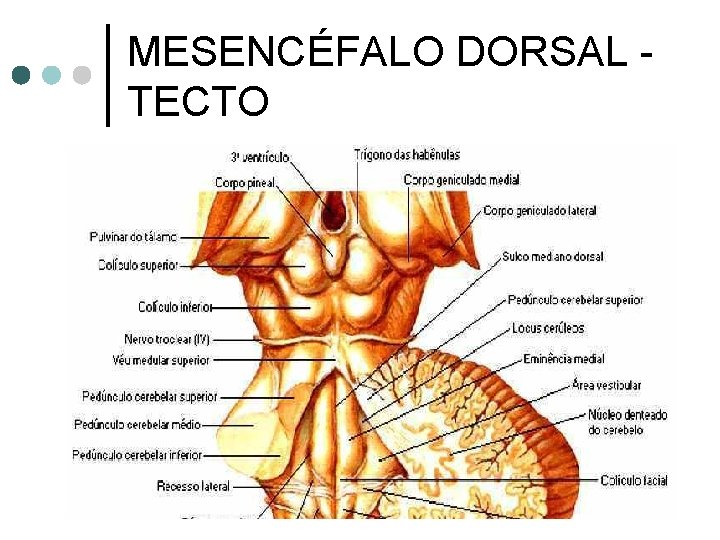 MESENCÉFALO DORSAL TECTO 