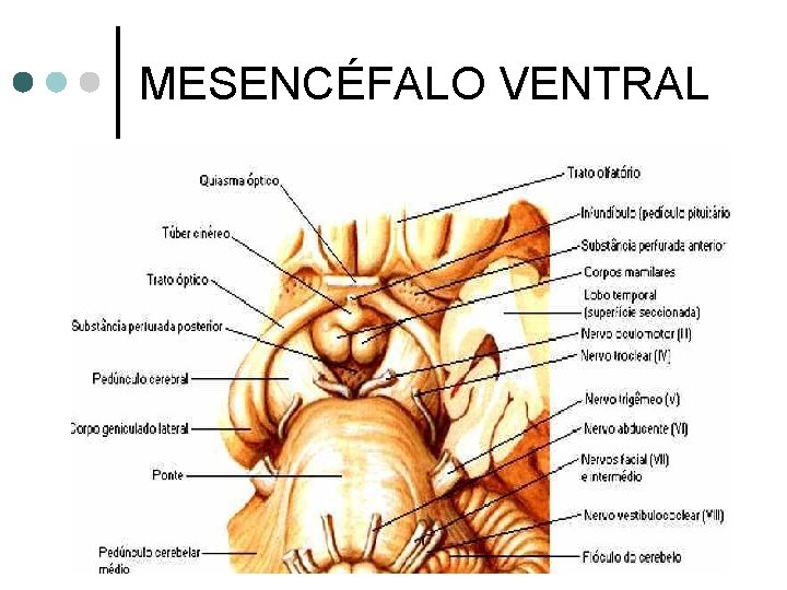 MESENCÉFALO VENTRAL 