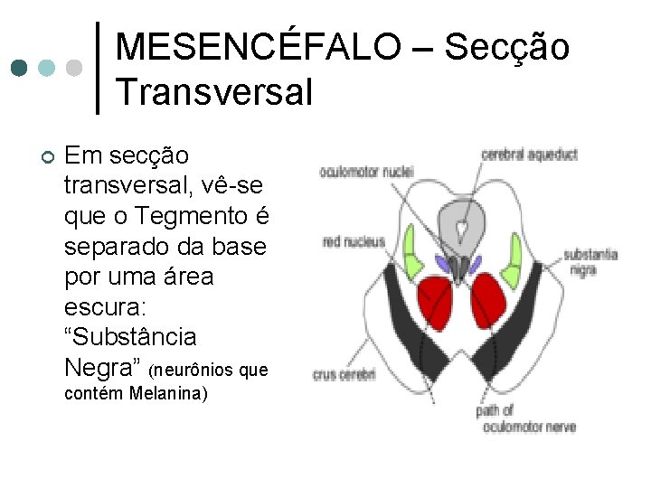 MESENCÉFALO – Secção Transversal ¢ Em secção transversal, vê-se que o Tegmento é separado