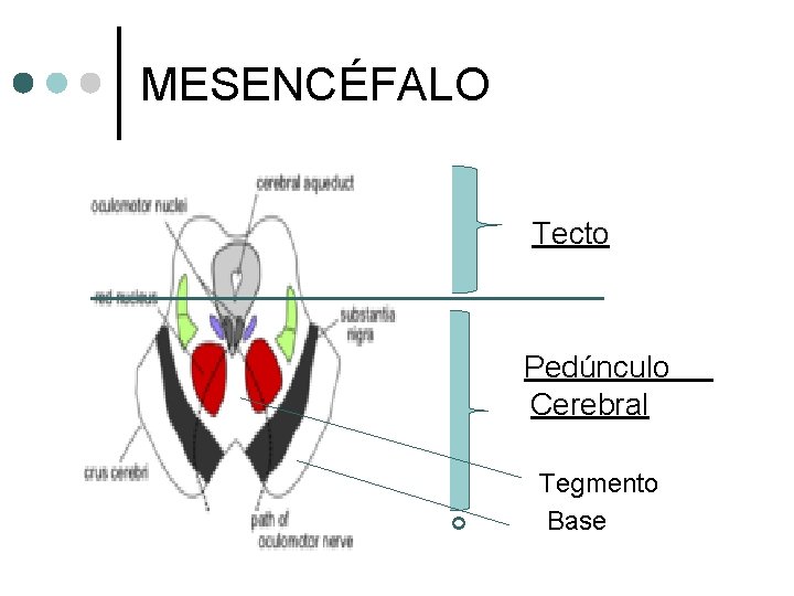 MESENCÉFALO ¢ ¢ Tecto ¢ Pedúnculo Cerebral ¢ Tegmento Base ¢ 