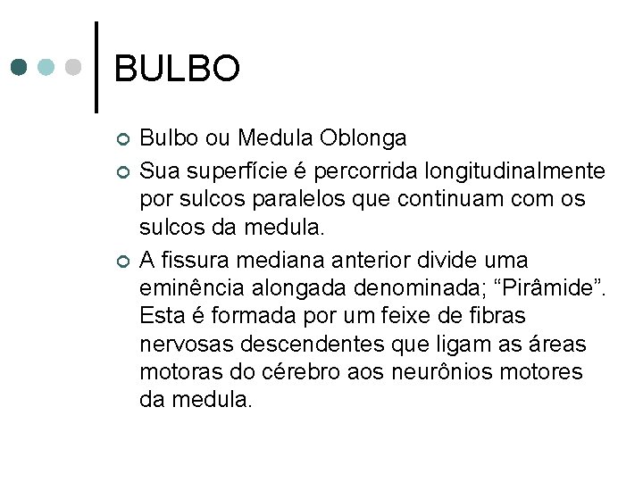 BULBO ¢ ¢ ¢ Bulbo ou Medula Oblonga Sua superfície é percorrida longitudinalmente por