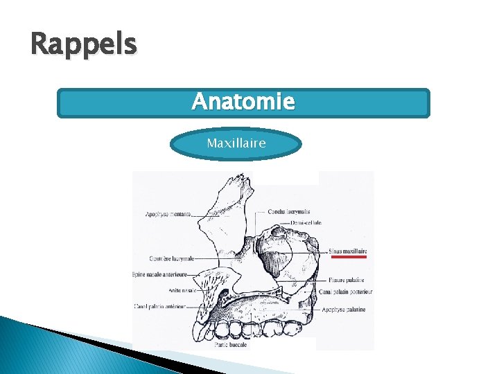 Rappels Anatomie Maxillaire 
