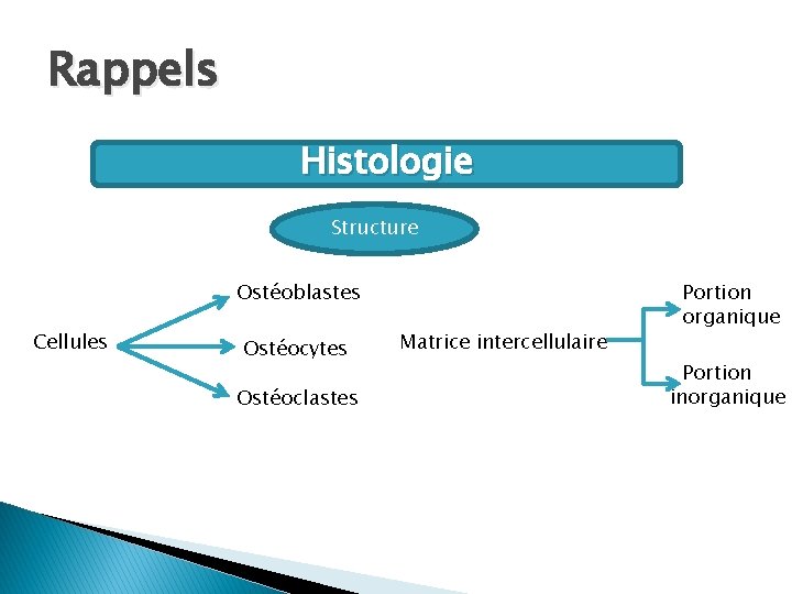 Rappels Histologie Structure Ostéoblastes Cellules Ostéocytes Ostéoclastes Matrice intercellulaire Portion organique Portion inorganique 