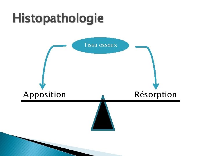 Histopathologie Tissu osseux Apposition Résorption 