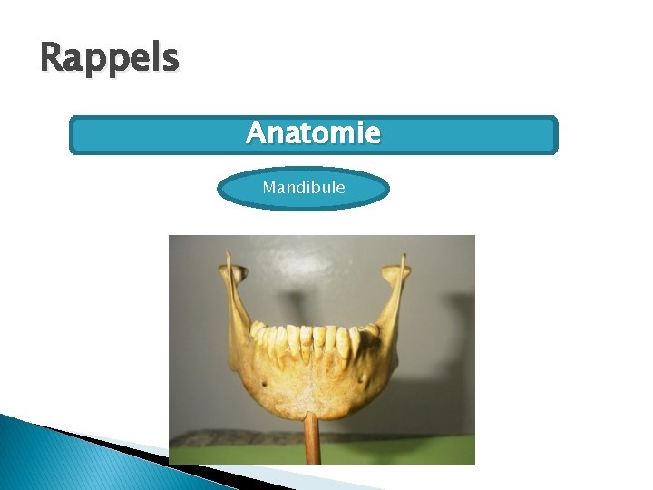 Rappels Anatomie Mandibule 