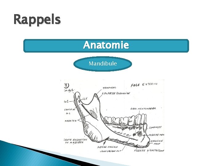 Rappels Anatomie Mandibule 