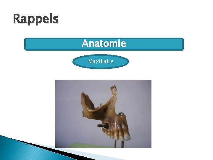 Rappels Anatomie Maxillaire 