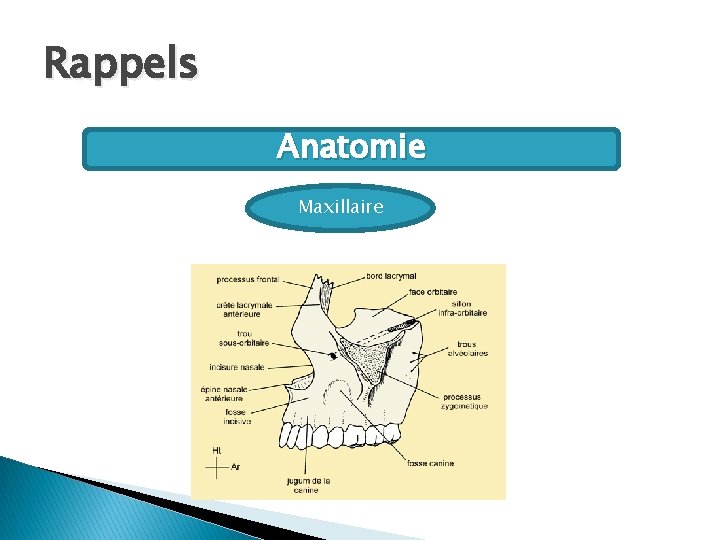 Rappels Anatomie Maxillaire 