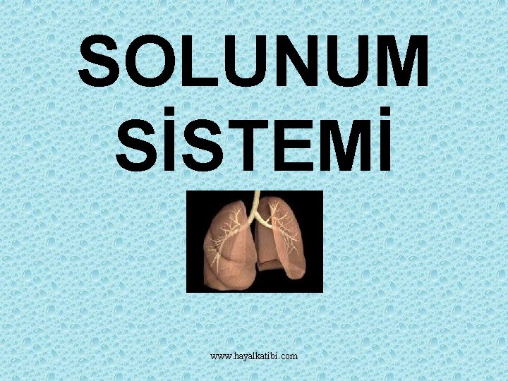 SOLUNUM SİSTEMİ www. hayalkatibi. com 