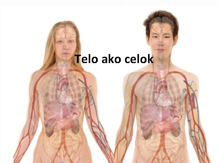 Telo ako celok 