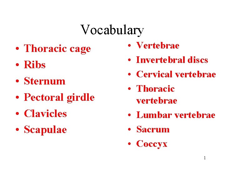 Vocabulary • • • Thoracic cage Ribs Sternum Pectoral girdle Clavicles Scapulae • •