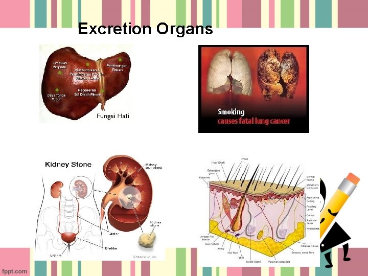 Excretion Organs 