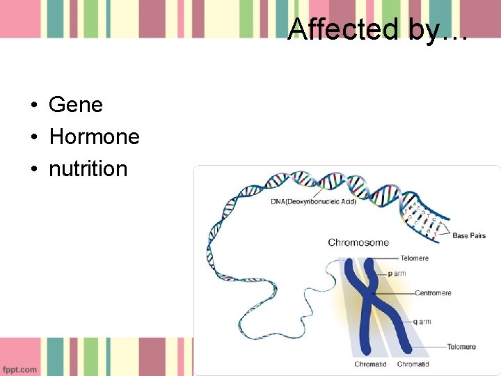 Affected by… • Gene • Hormone • nutrition 