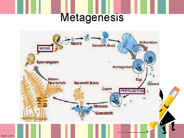 Metagenesis 