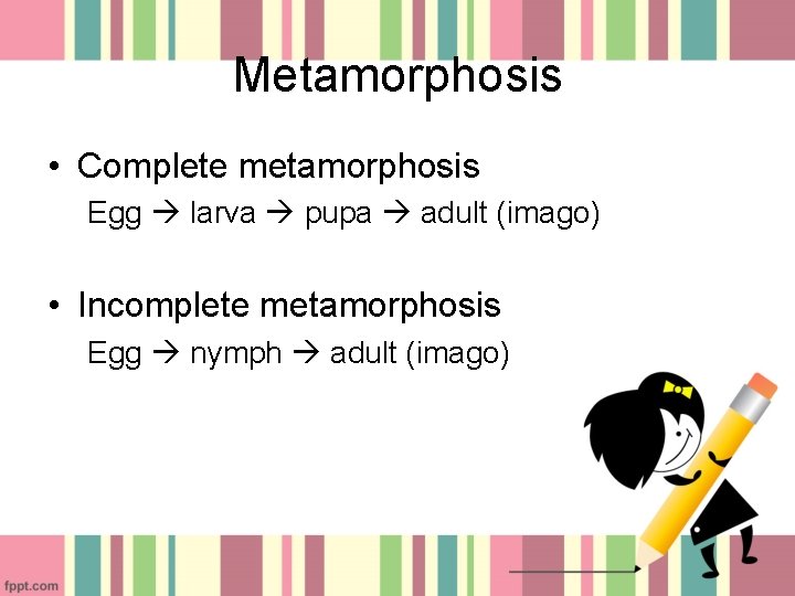 Metamorphosis • Complete metamorphosis Egg larva pupa adult (imago) • Incomplete metamorphosis Egg nymph