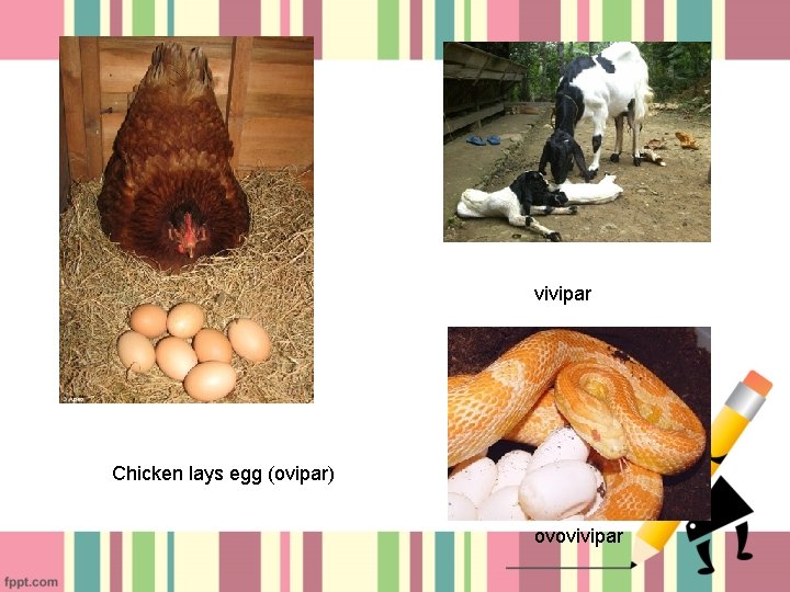 vivipar Chicken lays egg (ovipar) ovovivipar 