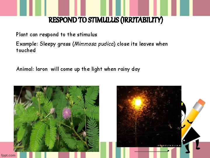 RESPOND TO STIMULUS (IRRITABILITY) Plant can respond to the stimulus Example: Sleepy grass (Mimmosa