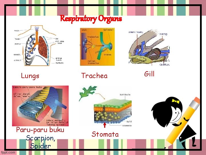 Respiratory Organs Lungs Paru-paru buku Scorpion, Spider Trachea Stomata Gill 