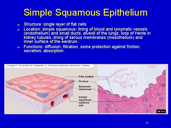 Simple Squamous Epithelium Structure: single layer of flat cells Location: simple squamous- lining of