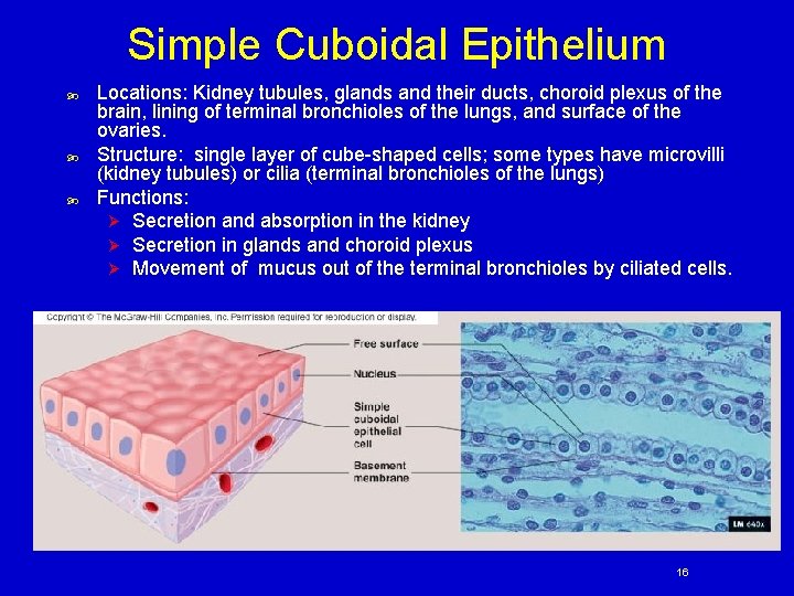 Simple Cuboidal Epithelium Locations: Kidney tubules, glands and their ducts, choroid plexus of the