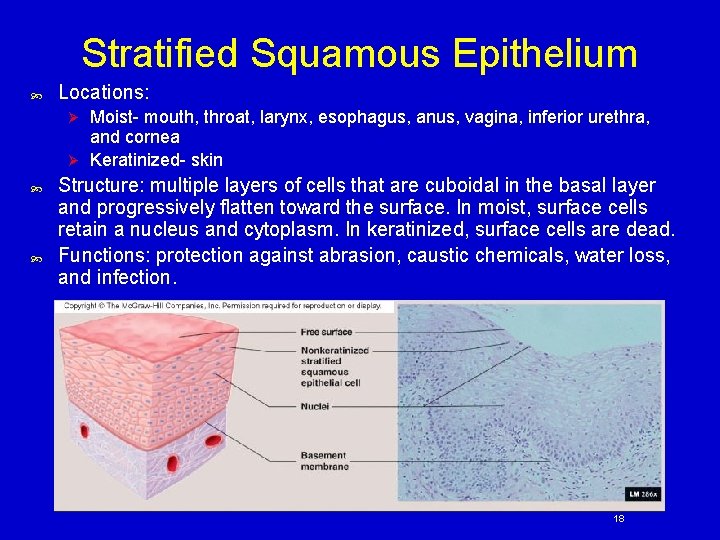 Stratified Squamous Epithelium Locations: Moist- mouth, throat, larynx, esophagus, anus, vagina, inferior urethra, and