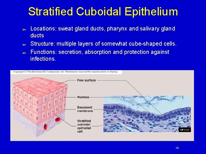 Stratified Cuboidal Epithelium Locations: sweat gland ducts, pharynx and salivary gland ducts Structure: multiple