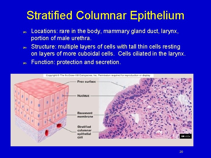 Stratified Columnar Epithelium Locations: rare in the body, mammary gland duct, larynx, portion of